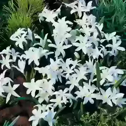 Lucillae Alba